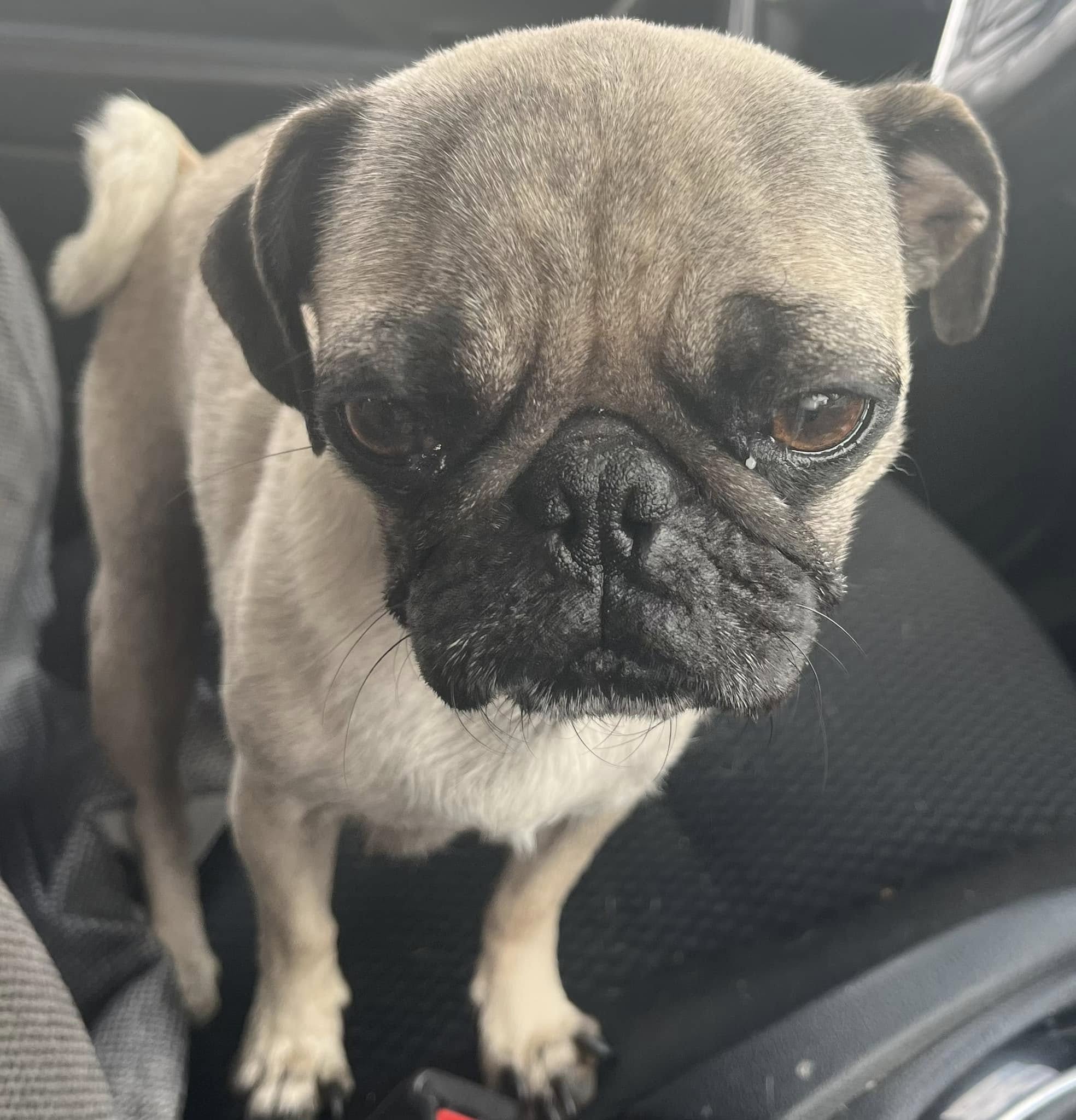 pit bull with a lowered gaze