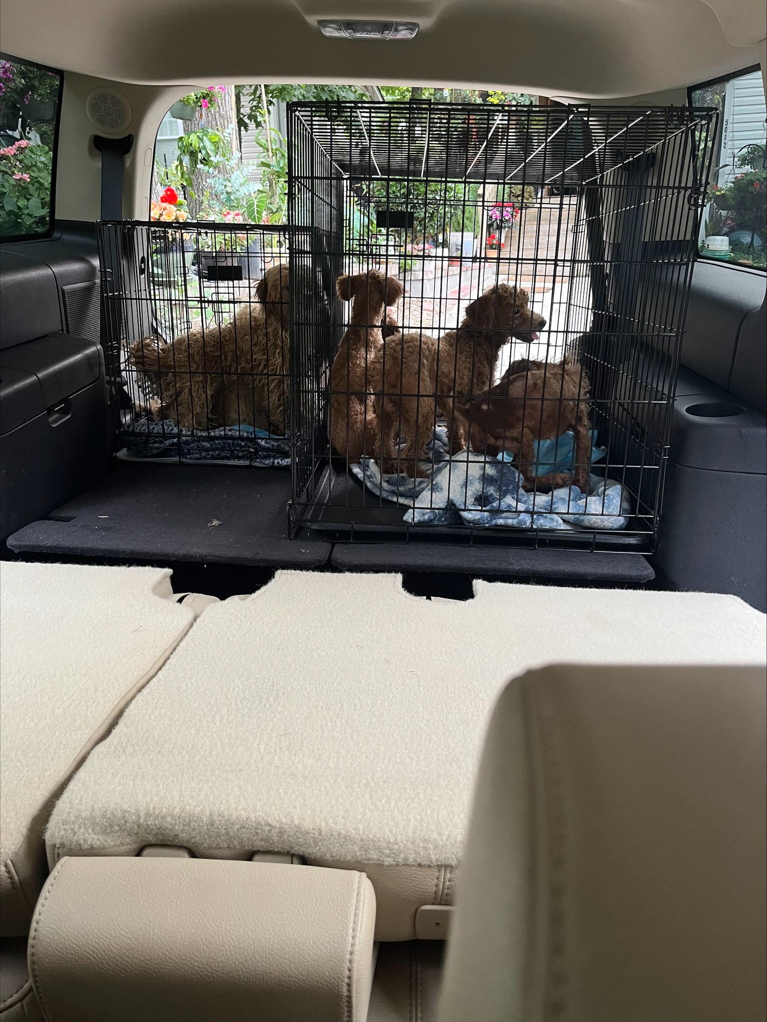poodles in a cage in the trunk of a car