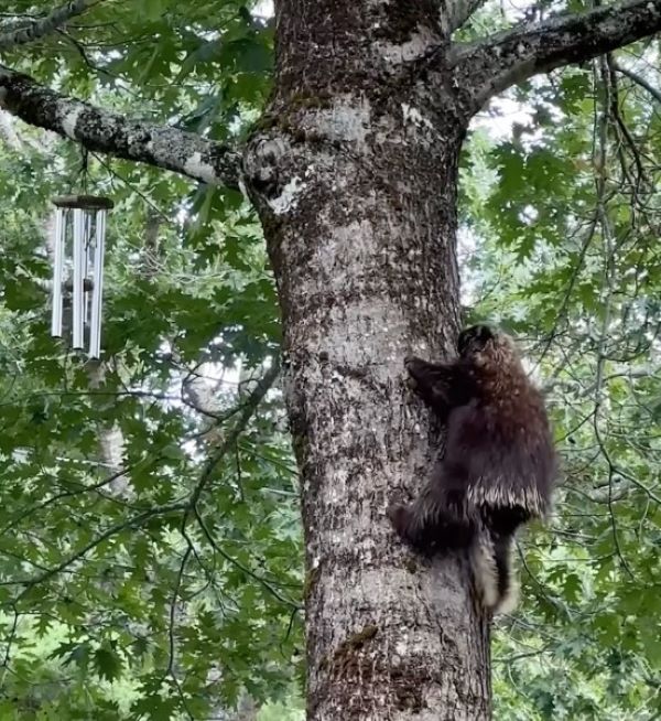 porcupine climbing on tree