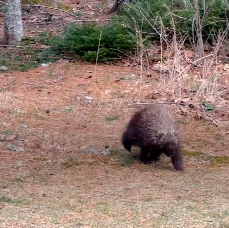 porcupine running