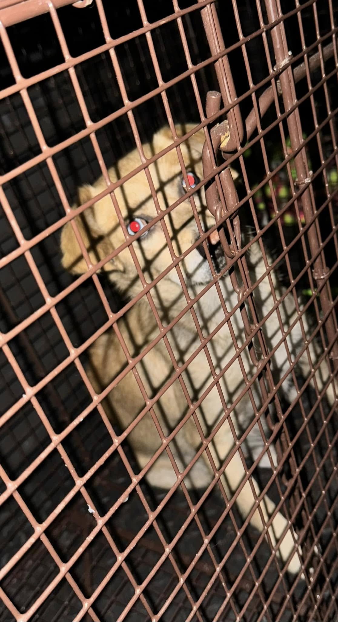 pregnant dog in cage