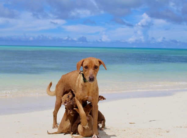 puppies are nursing a mother dog on the beach