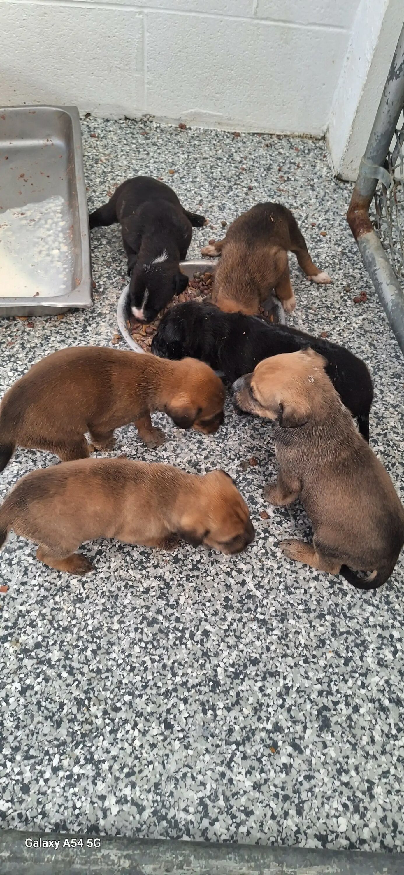 puppies eating