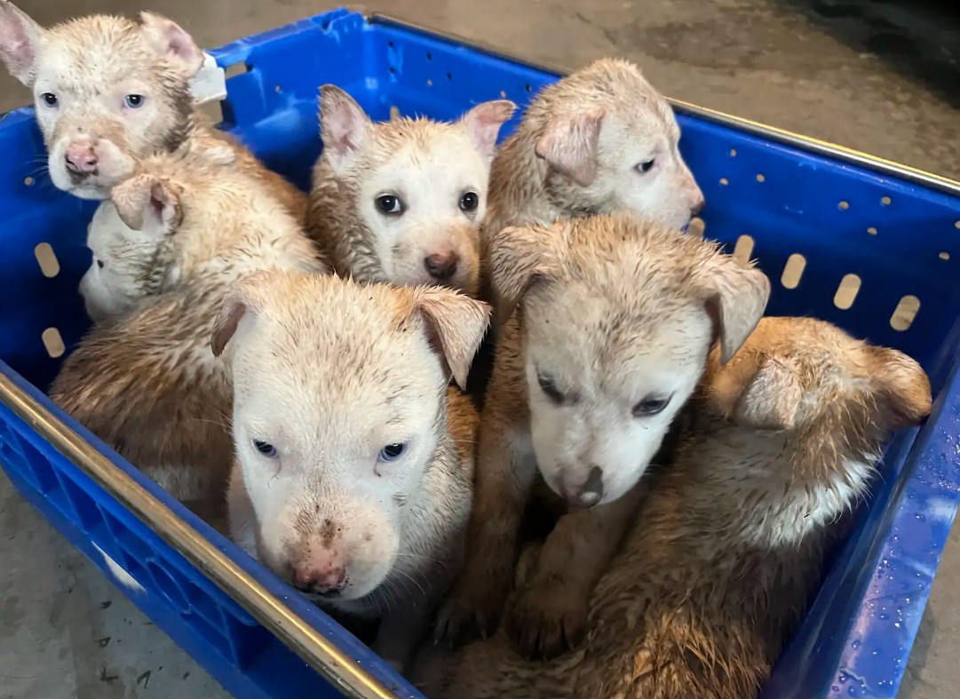 puppies in blue crate
