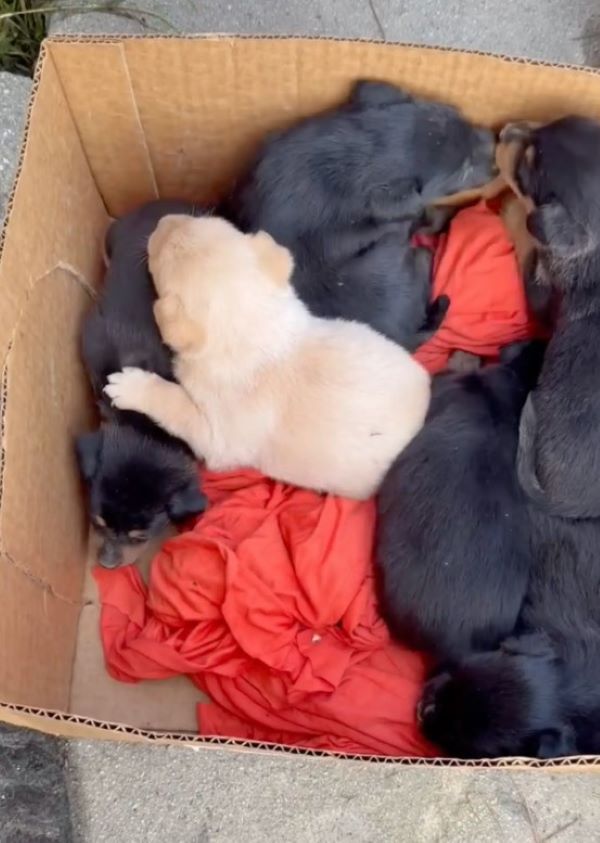 puppies in box