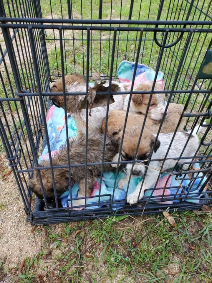 puppies in crate