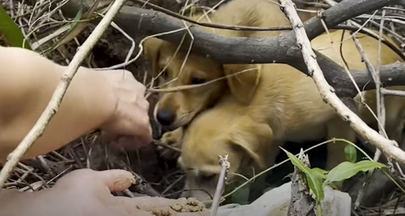 puppies in forest