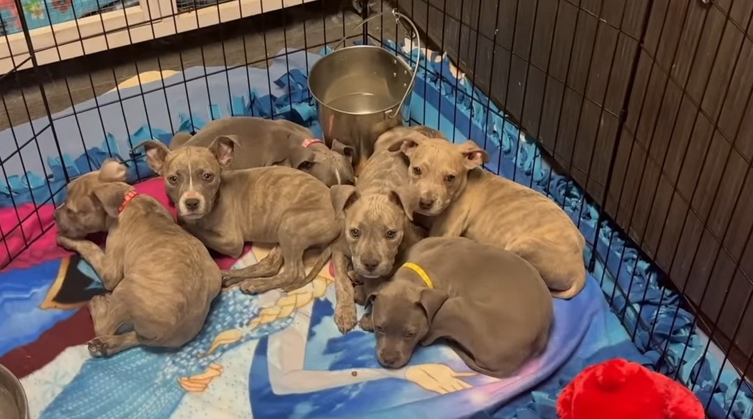 puppies laying in crate