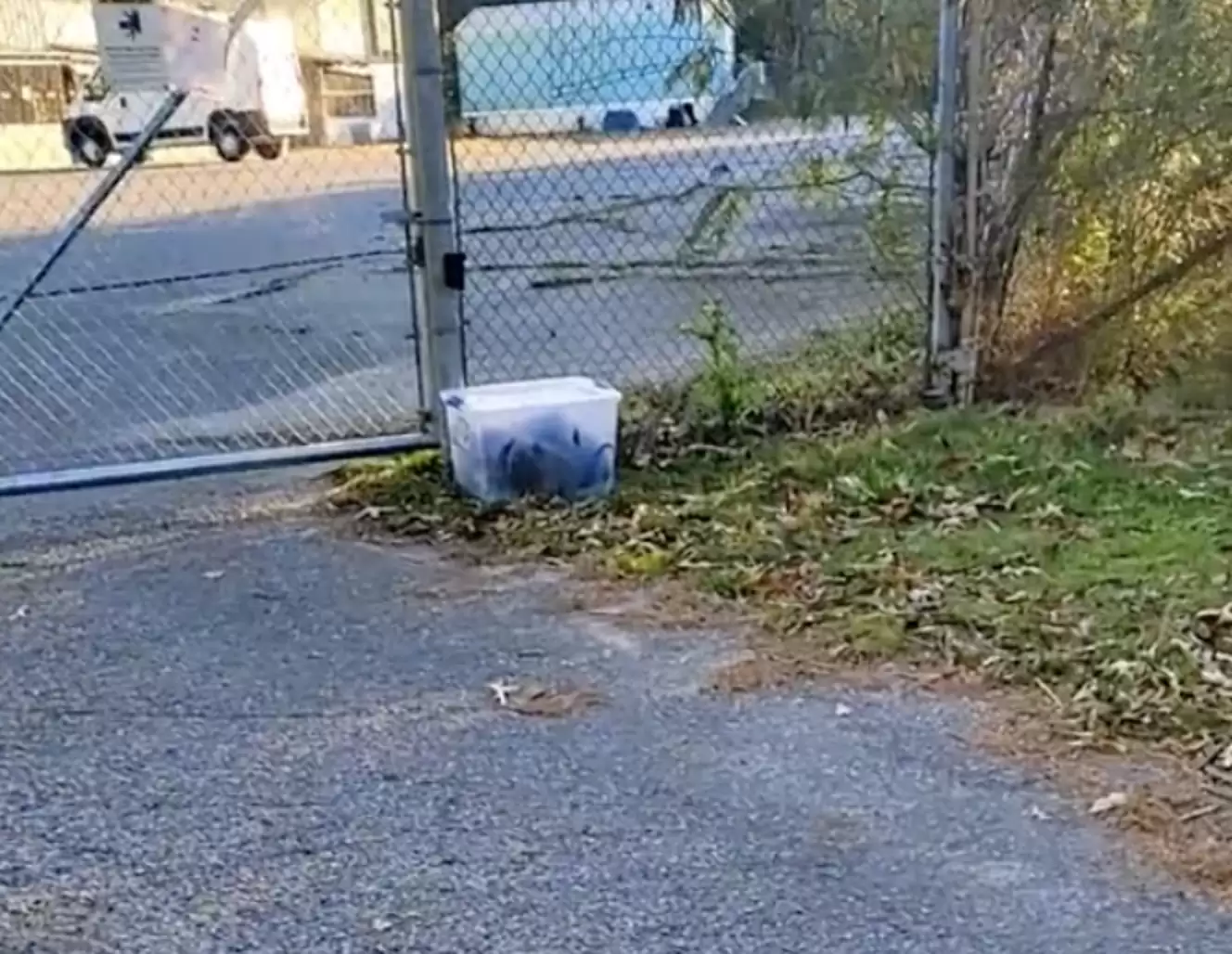 puppies left in a box next to the fence