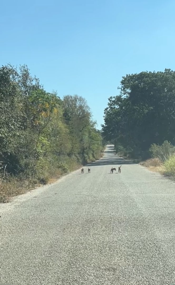 puppies on road