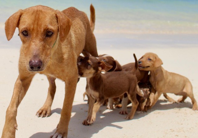 puppies running after mom dog