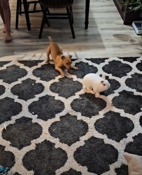 puppy and rabbit