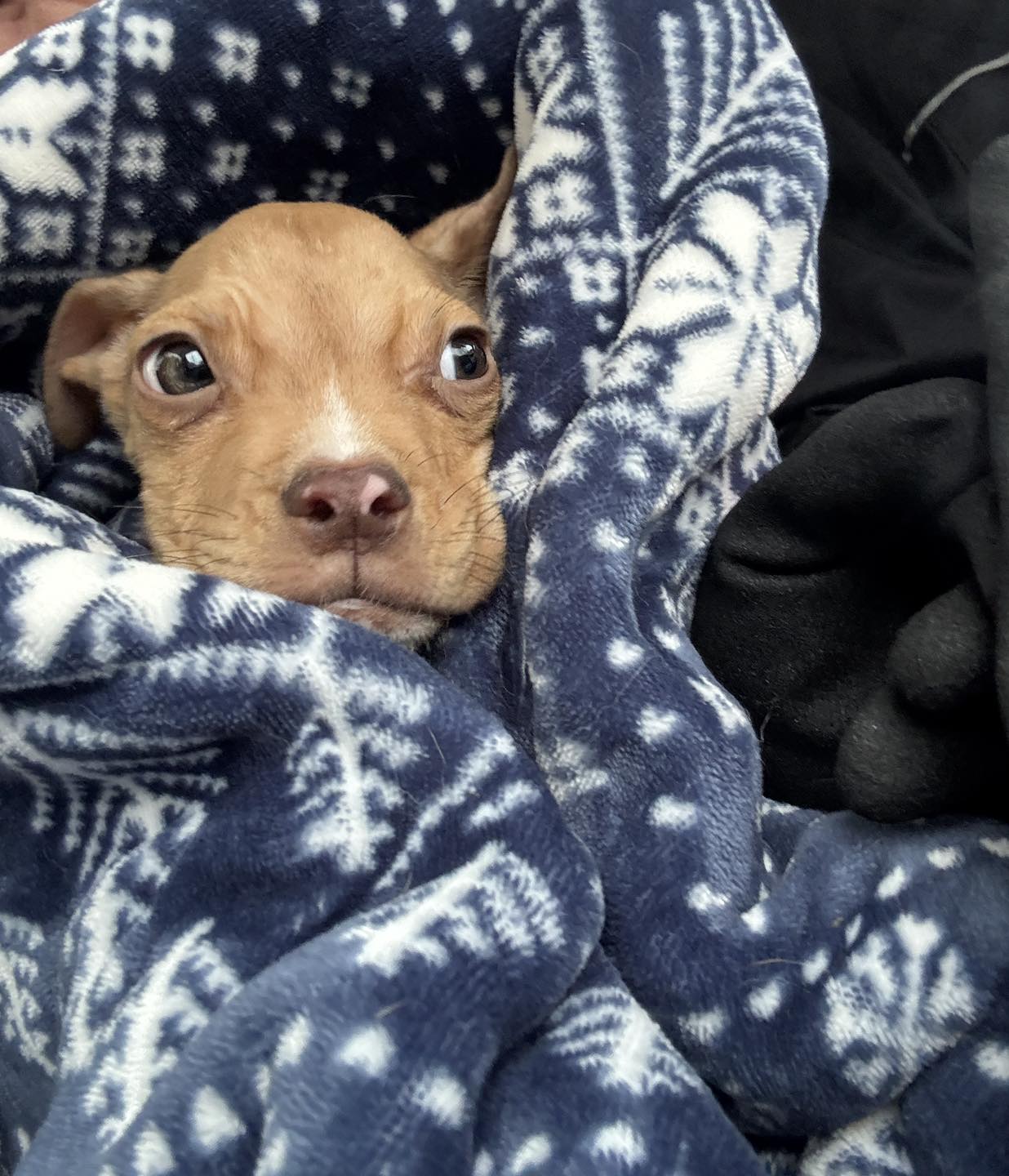 puppy in blanket