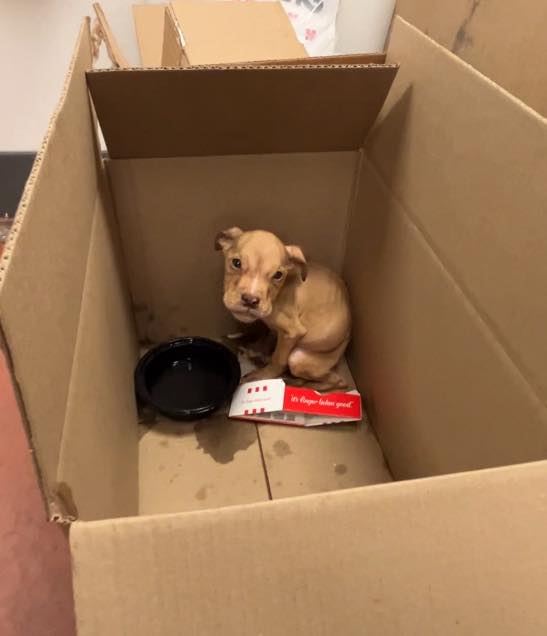 puppy in box