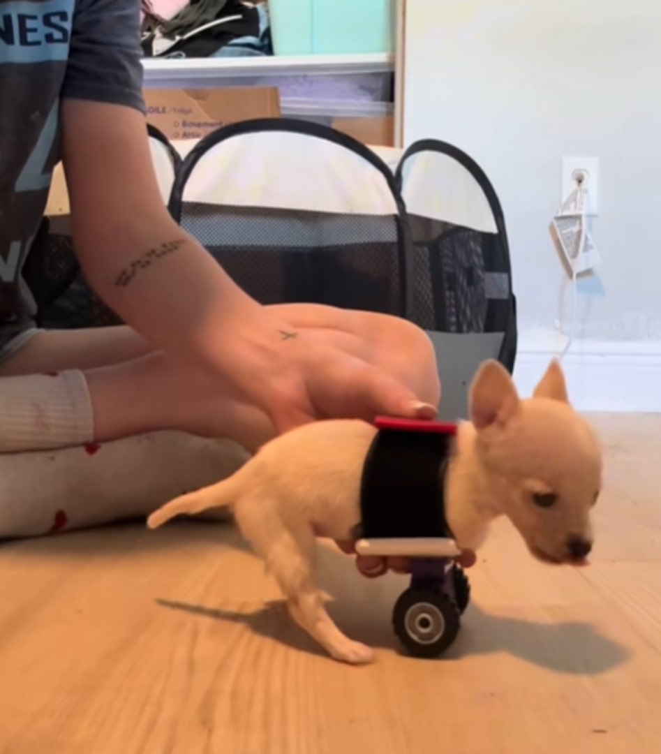 puppy with wheels