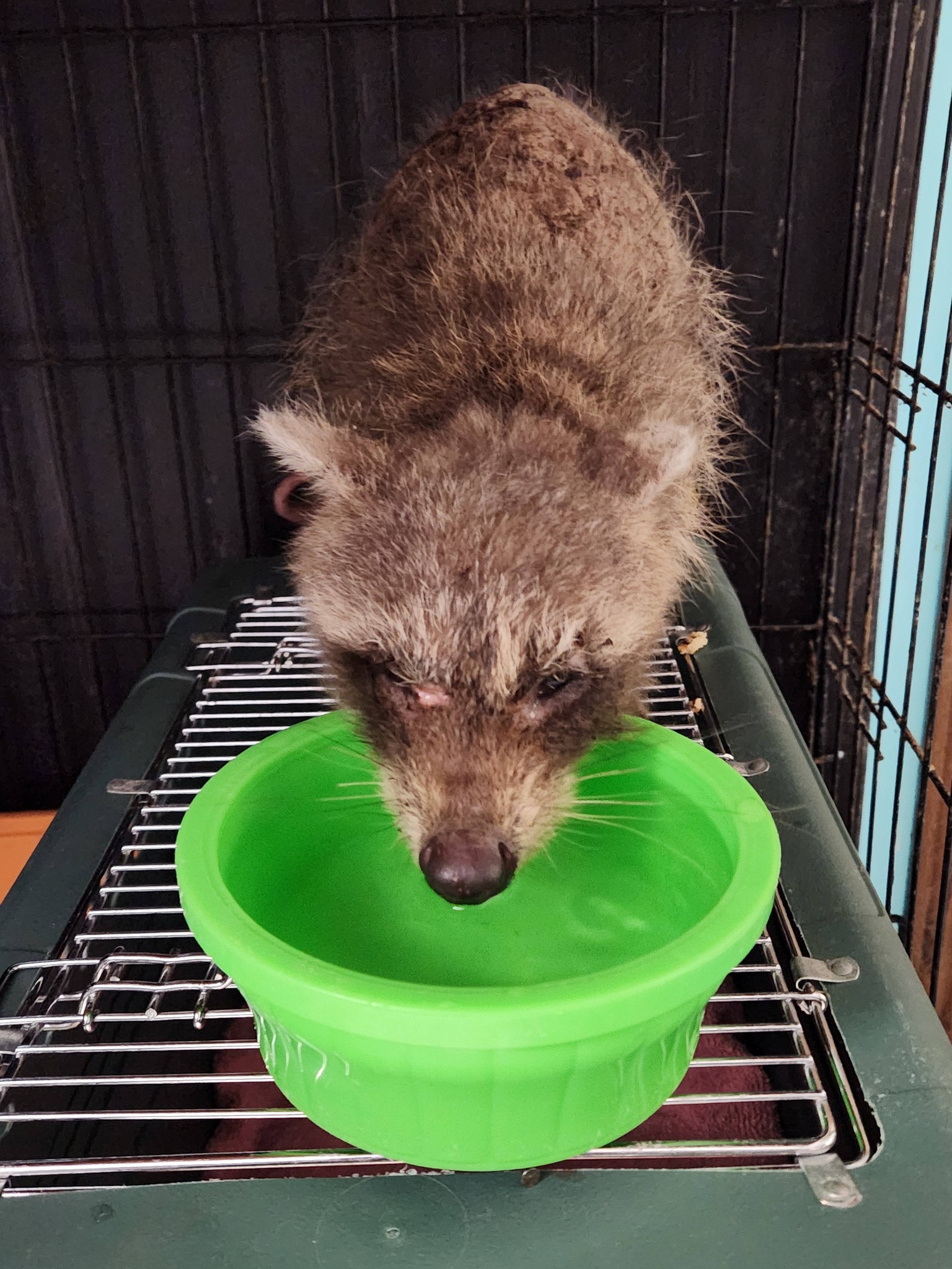 raccoon drinking a water