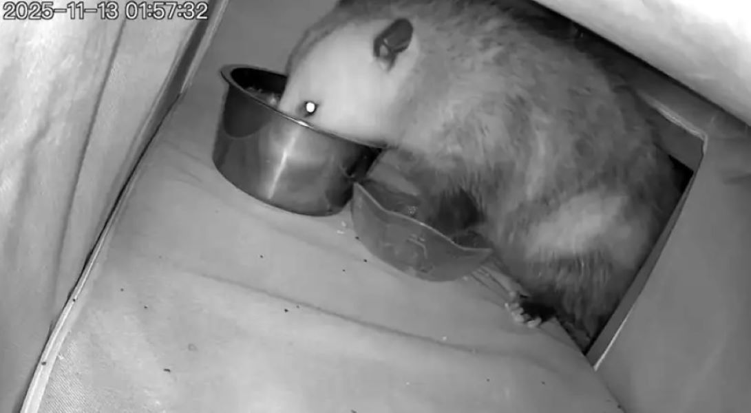 raccoon eating