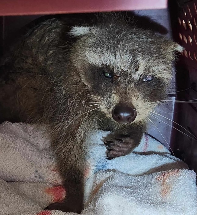 raccoon in crate