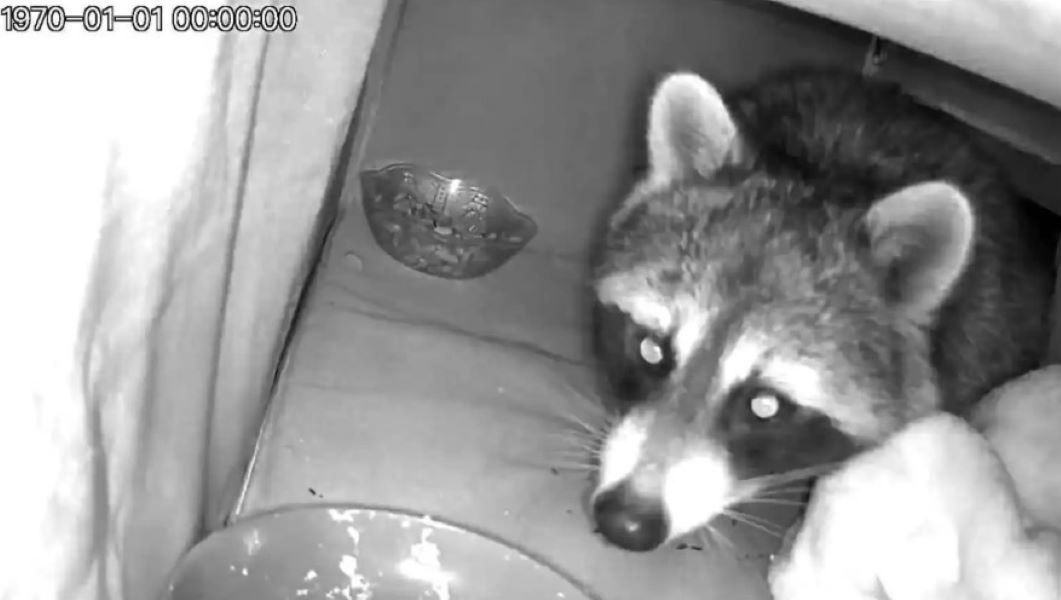 raccoon on camera