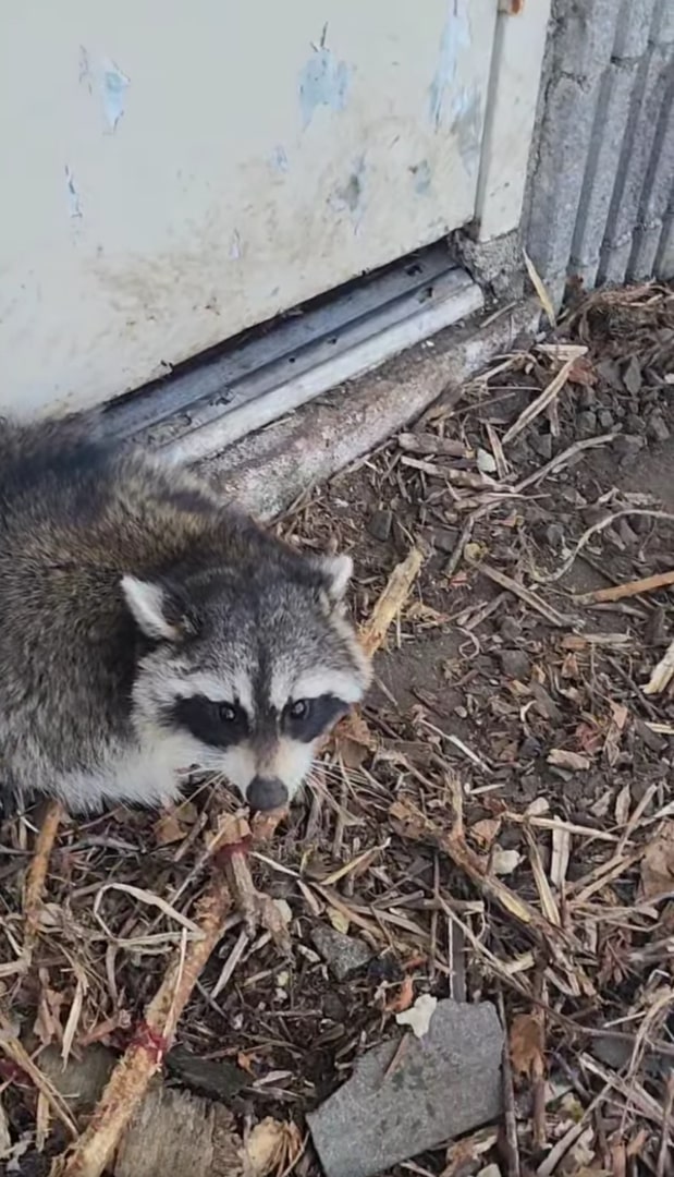 raccoon sitting