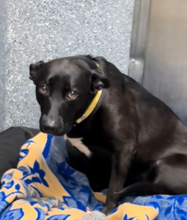sad black dog in shelter