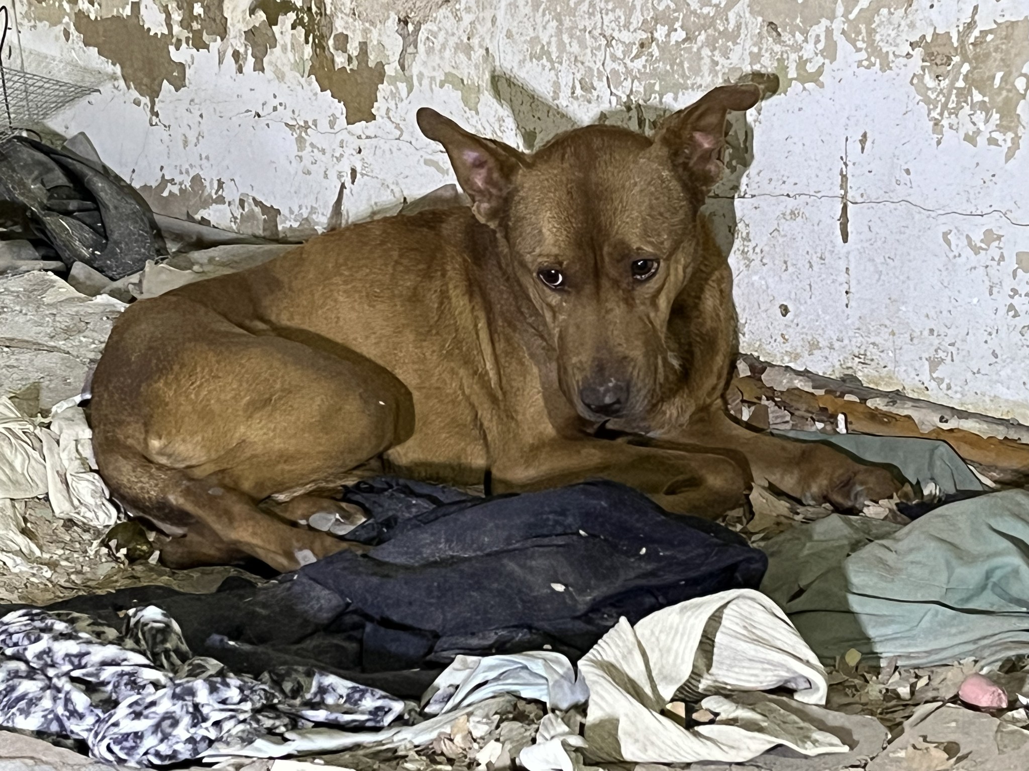 sad brown dog in an abandoned shelter