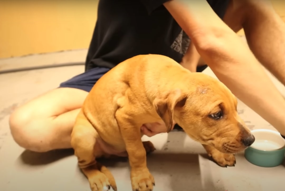 sad brown dog sitting next to a man