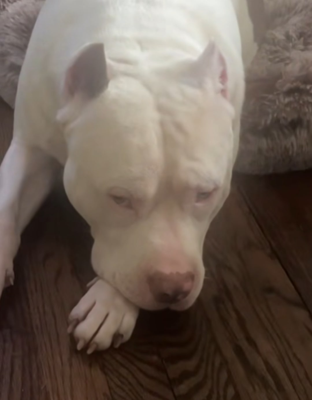 sad white dog lying down
