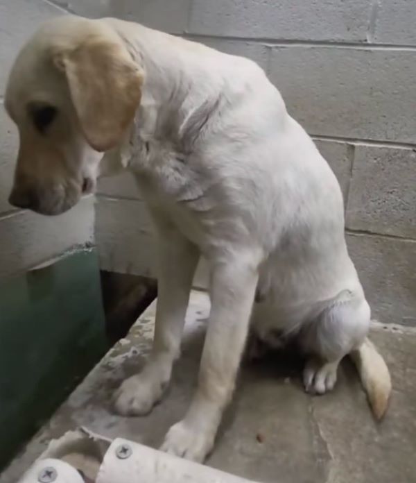 sad white dog