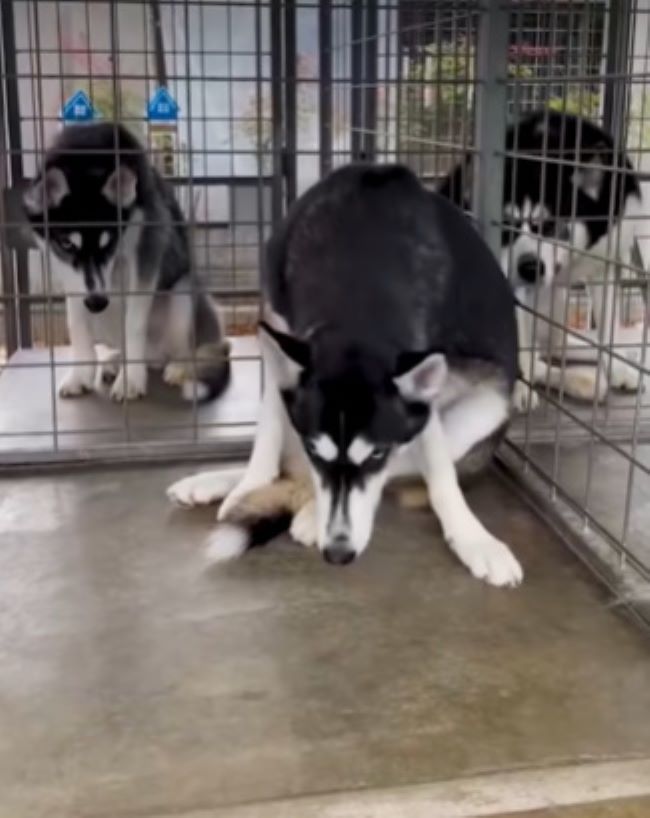 scared huskies