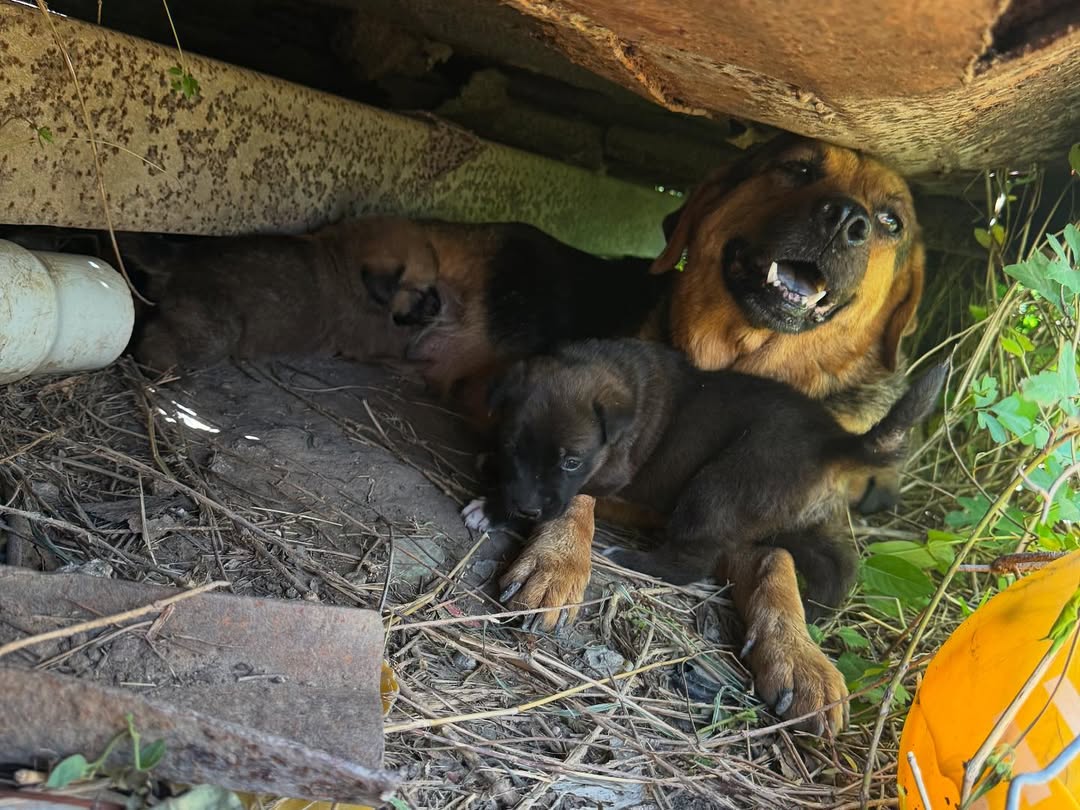 scared mother dog and puppies