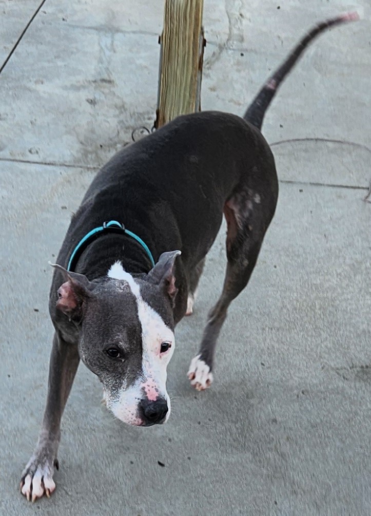 senior black dog on street