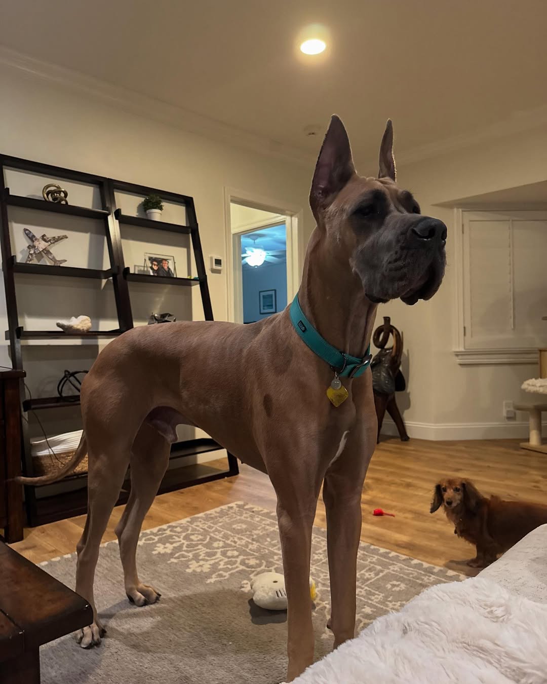 senior brown dog in house