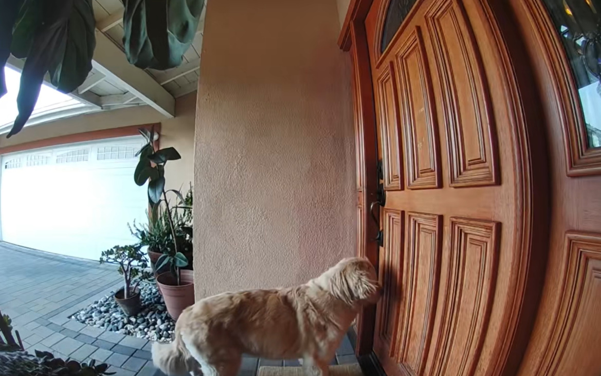 senior dog in front of door