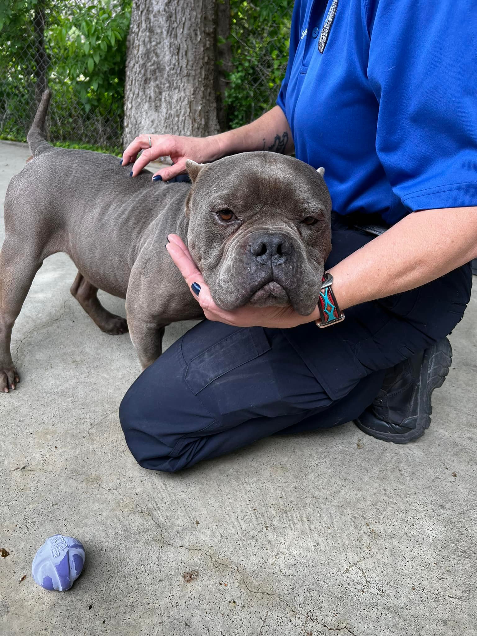 senior gray dog and man