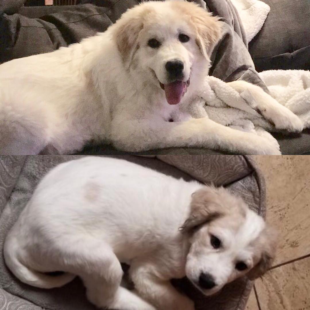 senior white dog laying down