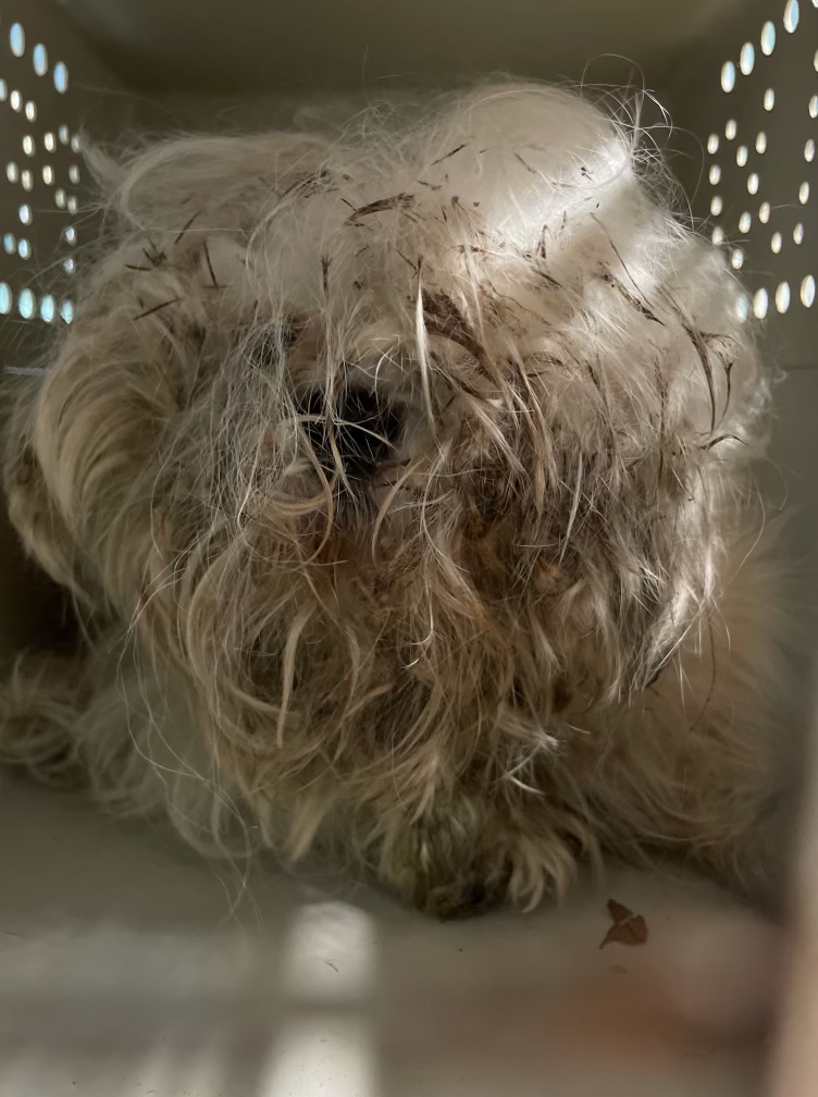 shaggy dog ​​in a cage