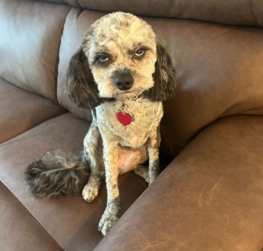 shaved dog