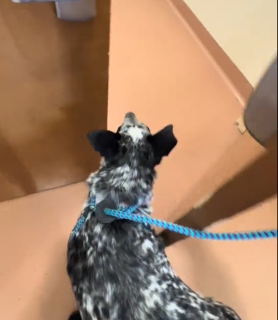 shelter dog on leash