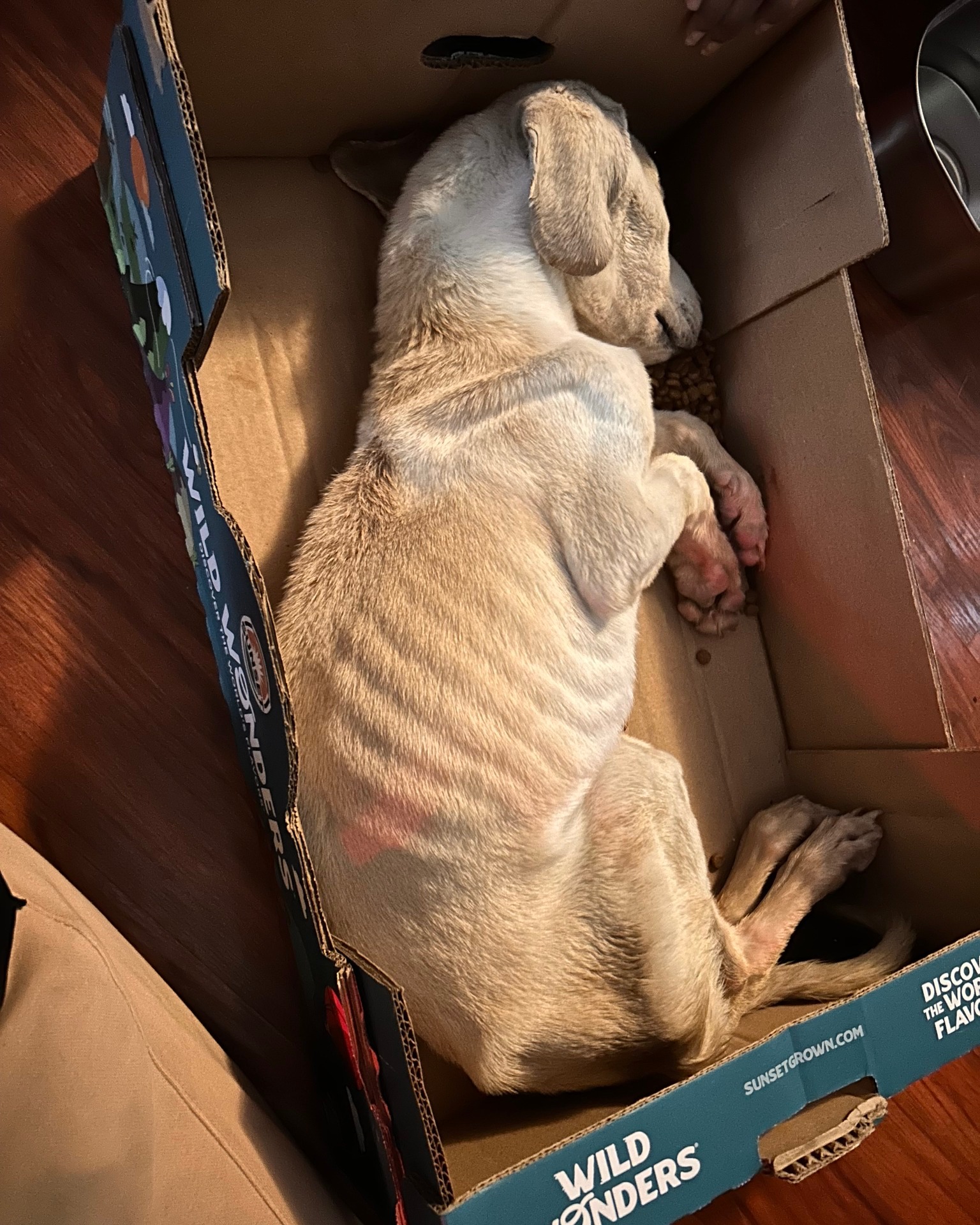 skinny dog in box