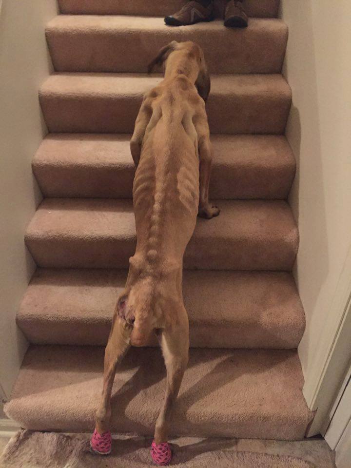skinny dog on stairs