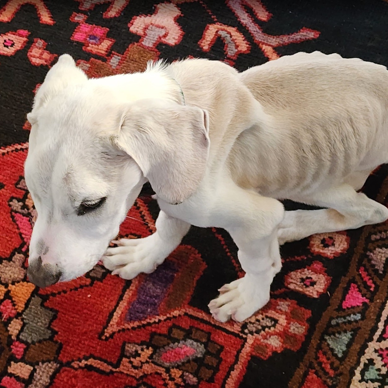 skinny white dog