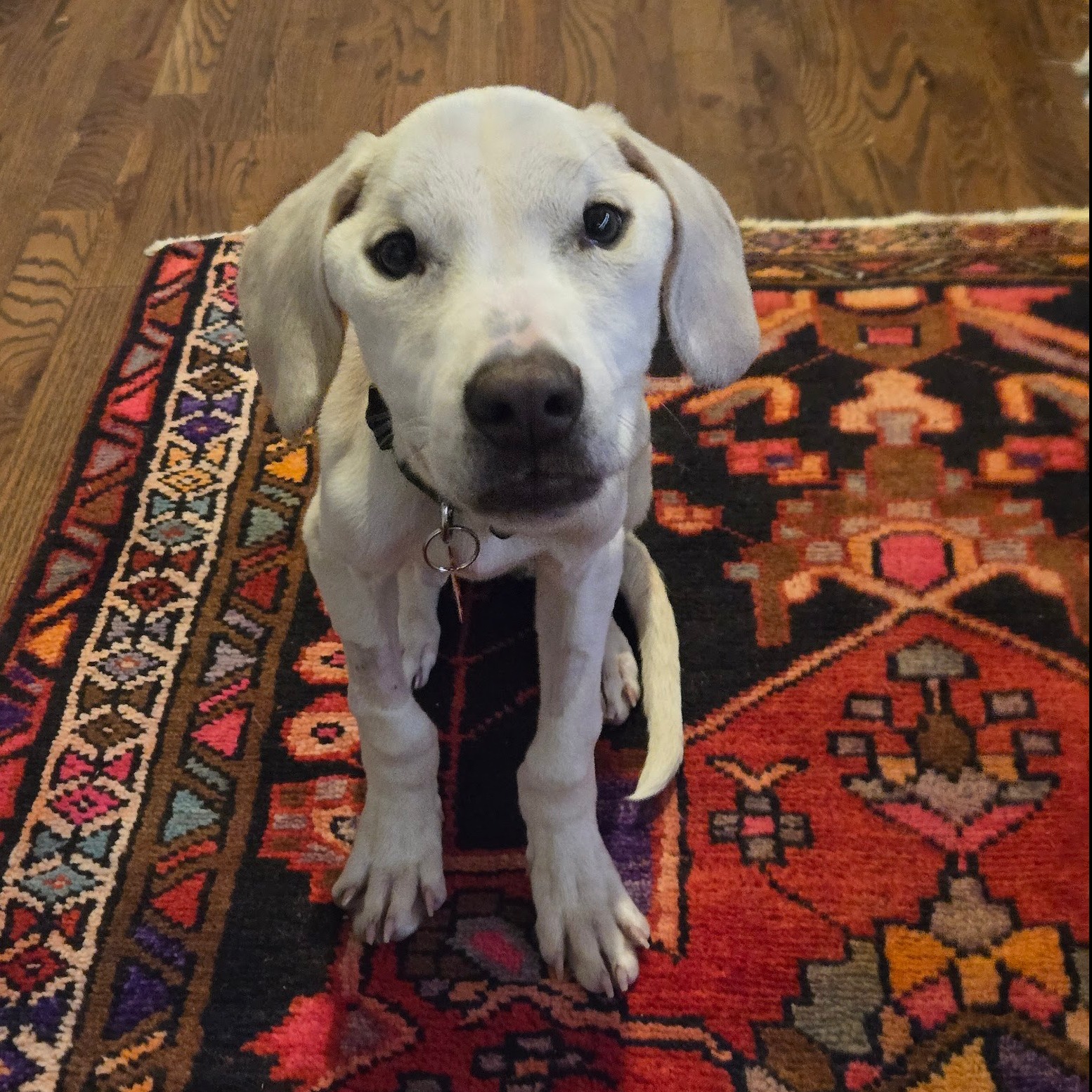 skinny white dog on rug