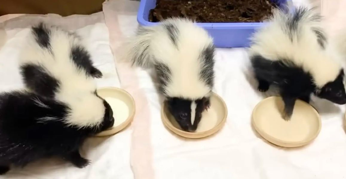 skunks eating