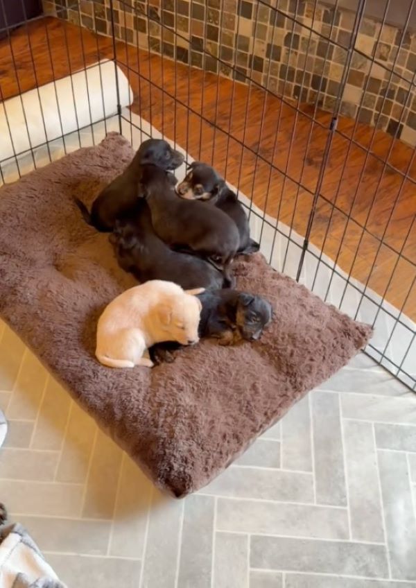 small newborn puppies