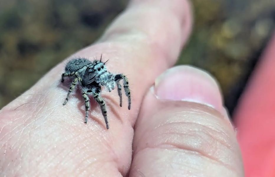 spider on hand