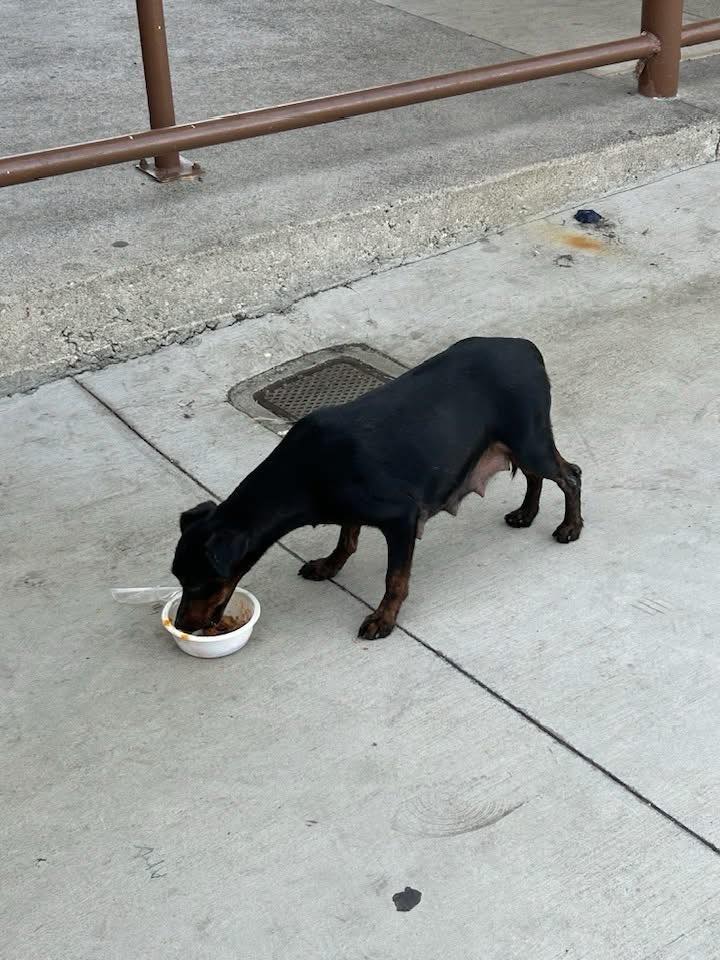 stray dog eating