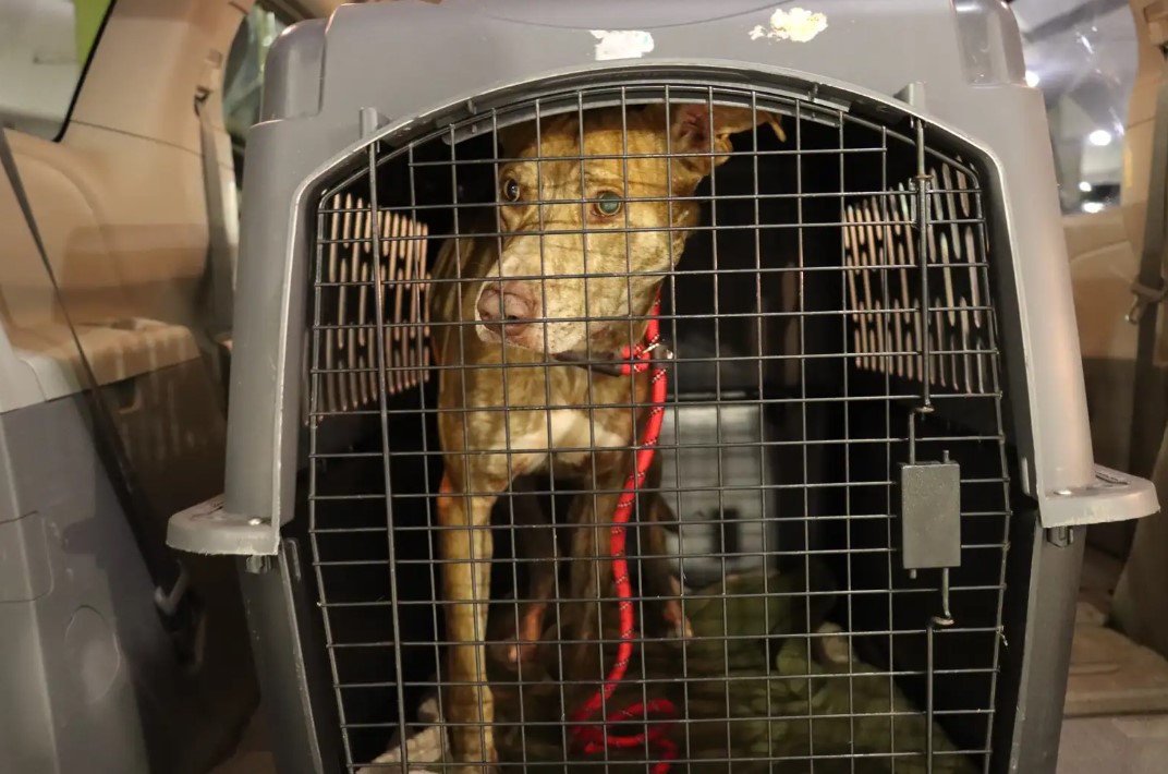 stray dog in crate