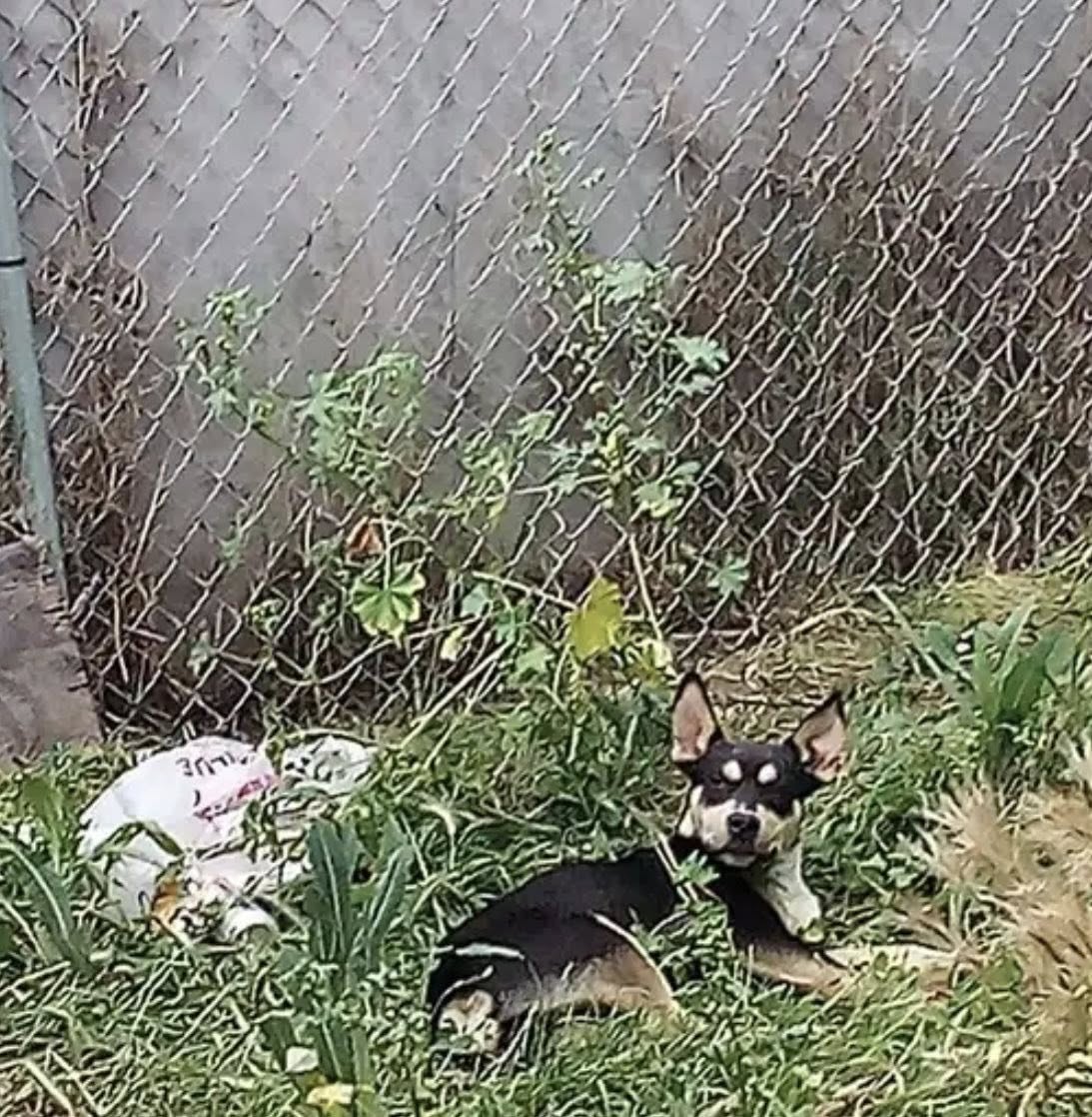 stray dog laying down on ground