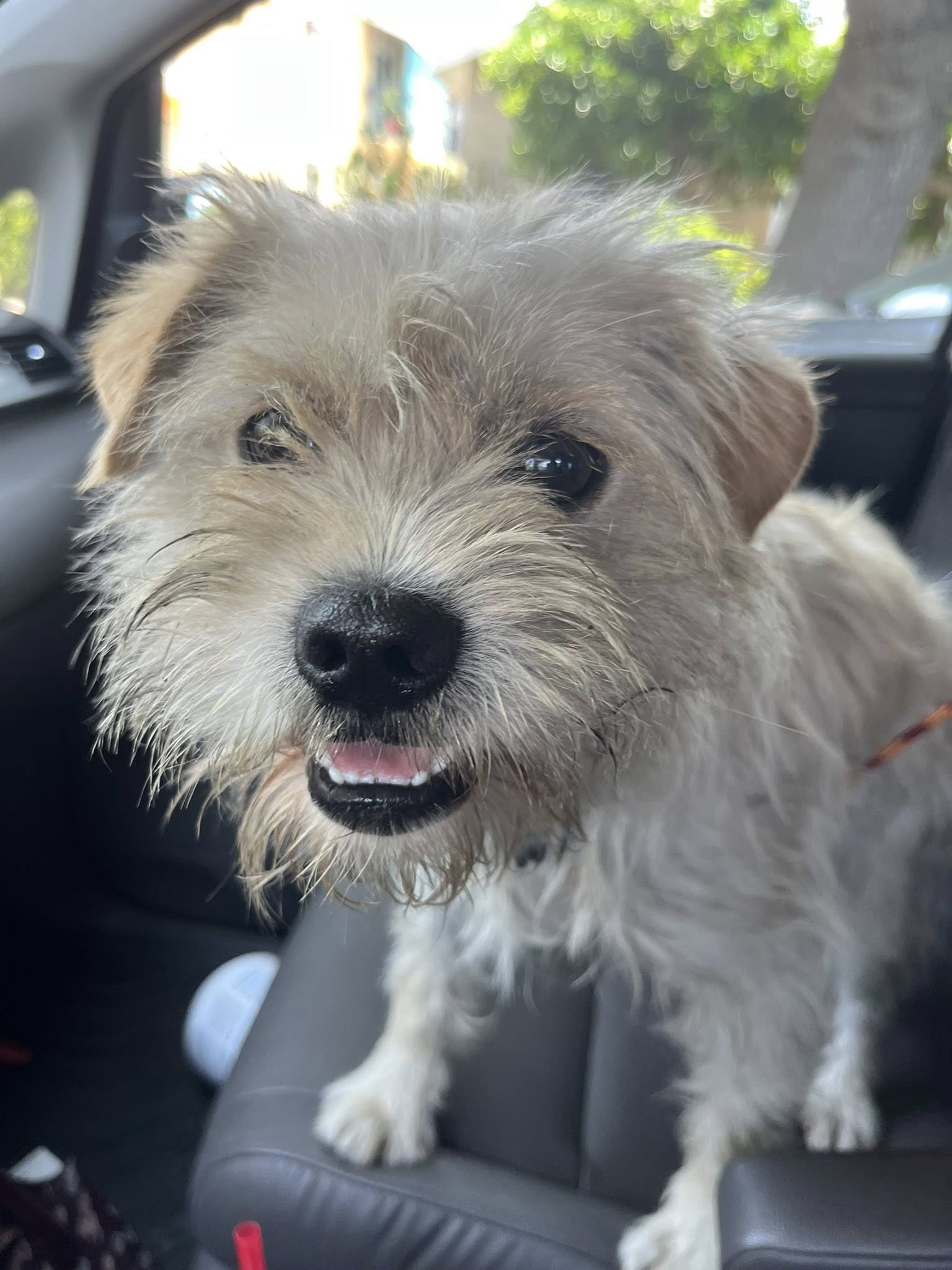 stray white dog in car